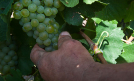 Credit utilizat ineficient în sectorul vitivinicol 