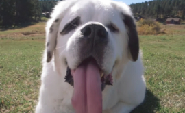 В США в Книгу рекордов Гиннеса попала собака с самым длинным языком в мире 