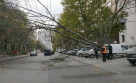 Pe o stradă din capitală un copac a blocat parțial circulatia pe carosabil