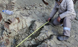 Тайна самых длинных следов динозавра раскрыта