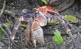 Crab gigantic a vînat şi a devorat o pasăre VIDEO
