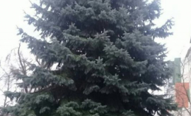 Pomul de crăciun din Chișinău a aprins luminițele Vezi cum arată FOTOVIDEO