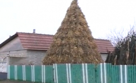 В Сынджерей украсили рождественскую елку из кукурузных стеблей