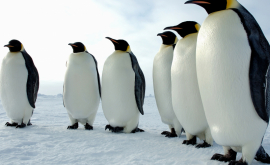 Pinguinii lui Moş Crăciun atracţia principală întrun parc tematic din China