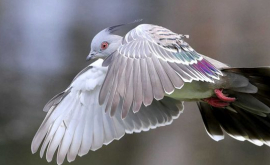 Englezoaică amendată pentru hrănirea porumbeilor