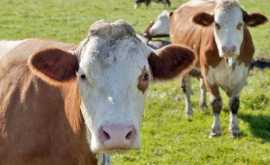 165 млн американцев считают что шоколадное молоко дает коричневая корова