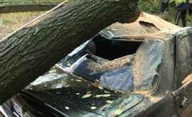 Surpriză neplăcută pentru un şofer ia căzut un copac peste maşină VIDEO