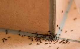 Простые способы которые помогут вам избавиться от муравьев в доме