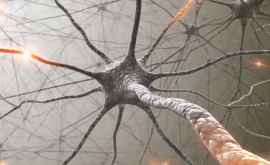 В каком возрасте мозг прекращает производство новых нейронов