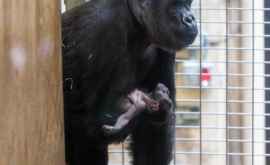 Momentul emoţionant în care o gorilă îşi mîngîie puiul nou născut VIDEO