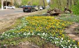 Цветы из сквера кафедрального собора пересадили в разных парках Кишинева ФОТО