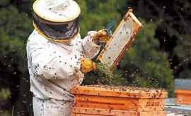 Avertizare importantă pentru apicultorii din țară