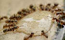 A fost descoperită o nouă specie de furnici care explodează pentru a ucide inamicul