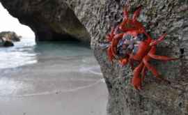 Ţara unde crabii au poduri şi pasaje subterane spre ocean VIDEO