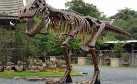 Tyrannosaurus rex era un zdrobitor de oase