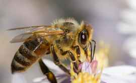 Ziua mondială a albinelor