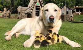 Un cîine a devenit tată adoptiv pentru 9 boboci