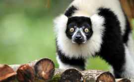 La grădina zoologică de la Praga sau născut lemuri rari de culoare albnegru 