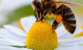 Albinele intră în grupul restrâns de vietăţi care înţeleg conceptul de zero