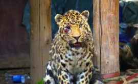 Un leopard rănit ia speriat pe locuitorii unui sat chinezesc VIDEO