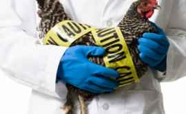 Un nou focar de gripă aviară a fost depistat în Bulgaria