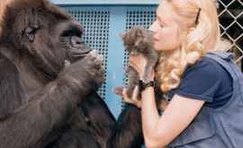 Умерла знаменитая горилла общавшаяся с людьми на языке жестов