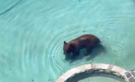 Un urs a fost surprins făcînd baie întro piscină din Los Angeles VIDEO