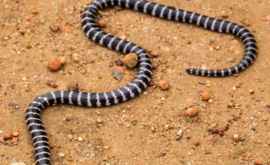 Новый вид ядовитых змей обнаружен в Австралии