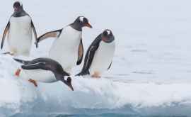 Cea mai mare populație din lume de pinguini regali a scăzut cu 90