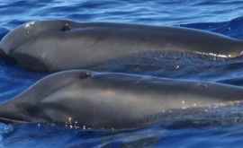 Un hibrid delfinbalenă descoperit în Hawaii