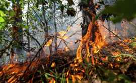 Incendiile forestiere au cuprins o altă țară 