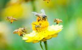 Albinele şi viespile au o capacitate asemănătoare cu cea a omului