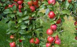 Moldova va obține în 2018 cea mai mare recoltă de mere din ultimii 10 ani