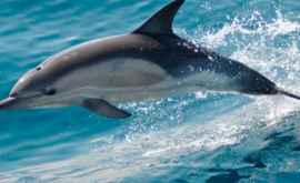 O plajă din Franța închisă din cauza unui delfin 