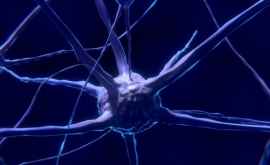 Un nou tip de neuron a fost descoperit