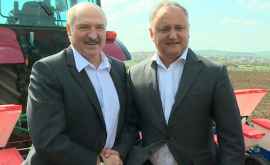 Cîmpul de porumb semănat de Lukașenko și Dodon a dat recoltă bună VIDEO