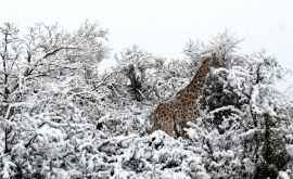 Elefanți și girafe în zăpadă surprinse în Africa de Sud FOTO 