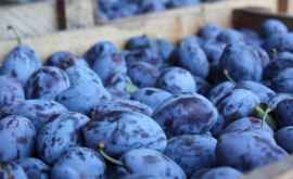 Alte 20 de tone de prune din Moldova nimicite de Rosselhoznadzor