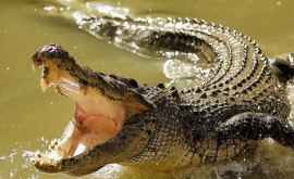 Un biolog a pus șaua pe un crocodil gigant VIDEO
