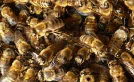 Ce poţi trata cu venin de albine Nici nu îți imaginezi ce efect are asupra organismului