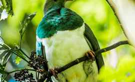 Пьяного голубя выбрали птицей года в Новой Зеландии