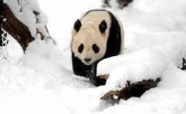 Cum se bucură un panda cînd vede prima dată zăpadă în acest an FOTOVIDEO