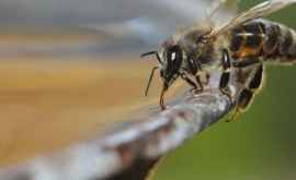 Albinele sînt în pericol 