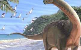 A fost descoperită o nouă specie de dinozaur 