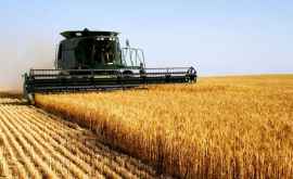 Grîul și culturile cerealiere de toamnă în primejdie