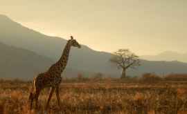 Tanzania a fost distinsă cu premiul pentru turism de la National Geographic