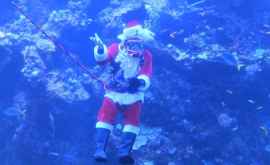 Калифорния Дед Мороз появился в аквариуме