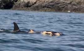 Video rar o familie de balene ucigașe a înotat cu o înotătoare VIDEO