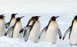 Cum au fost găsiți pinguinii rămaşi ascunși 3000 de ani