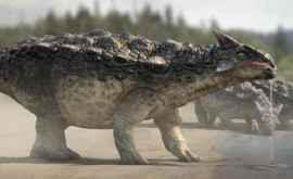 Ошеломительная находка найдены самые четкие следы динозавров